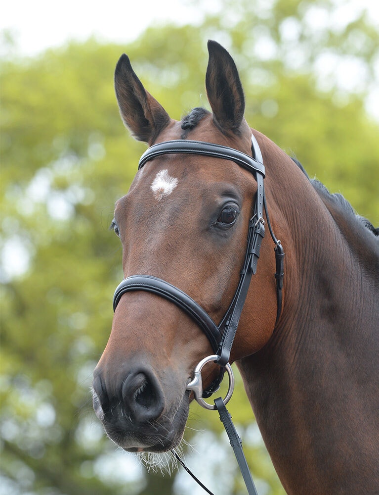  Raised Cavesson Bridle II