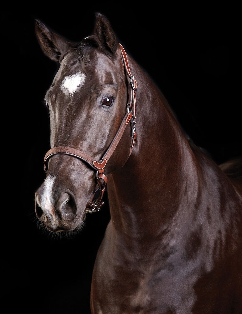  ComFiTec Leather Headcollar