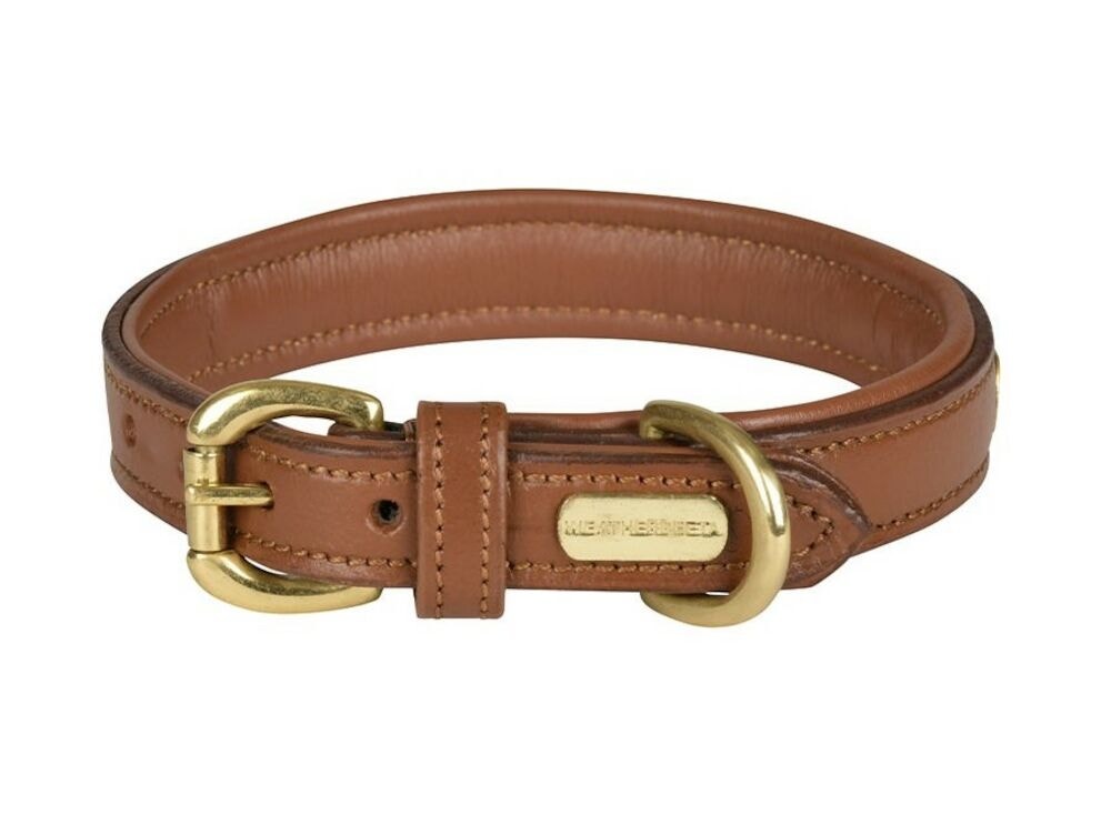  Padded Leather Dog Collar