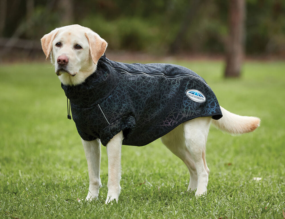 Reflective dog wear new arrivals
