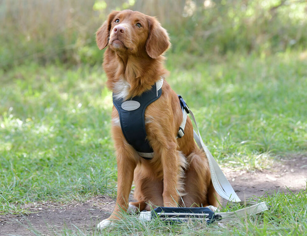 Explorer dog harness top