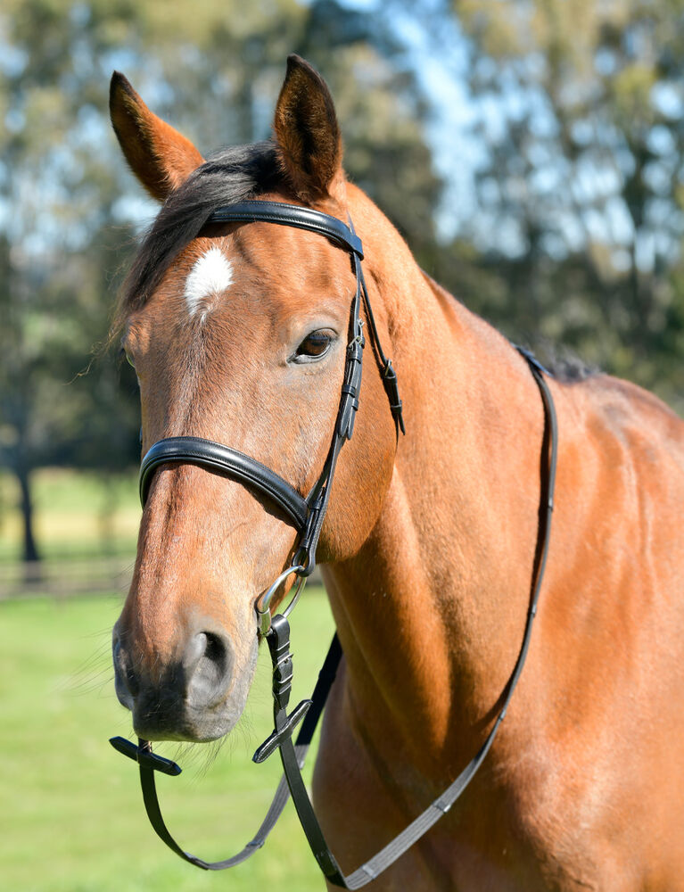 Classic Plain Raised Cavesson Bridle With Reins