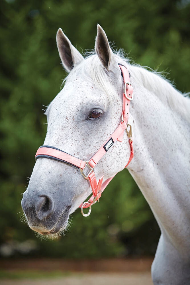  Pastel Headcollar