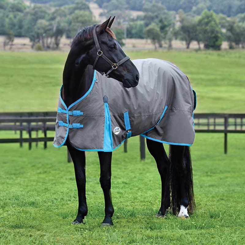 black horse outside wearing ComFiTec Classic Standard Neck Lite Plus
