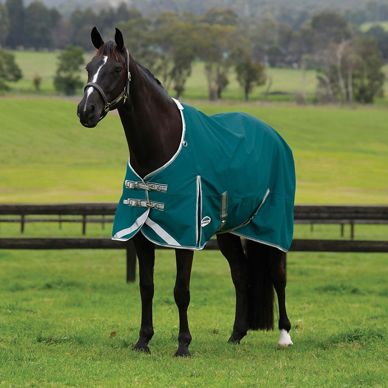 black horse outside wearing ComFiTec Plus Dynamic II Standard Neck Lite