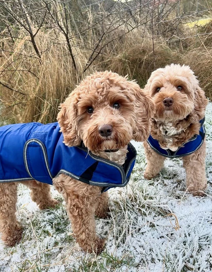 weatherbeeta dog brand ambassador rufus and truffle