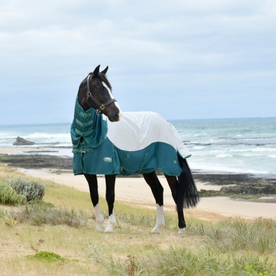 Horse wearing WeatherBeeta Green-Tec fly rug