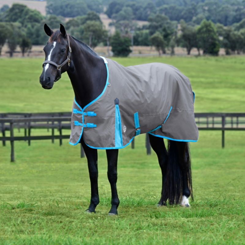black horse outside wearing ComFiTec Classic Standard Neck Lite Plus in grey/bright blue/white