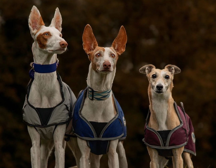 weatherbeeta dog brand ambassador evie, ghost and jynx