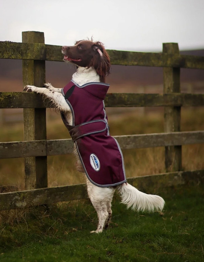 weatherbeeta dog brand ambassador biscuit