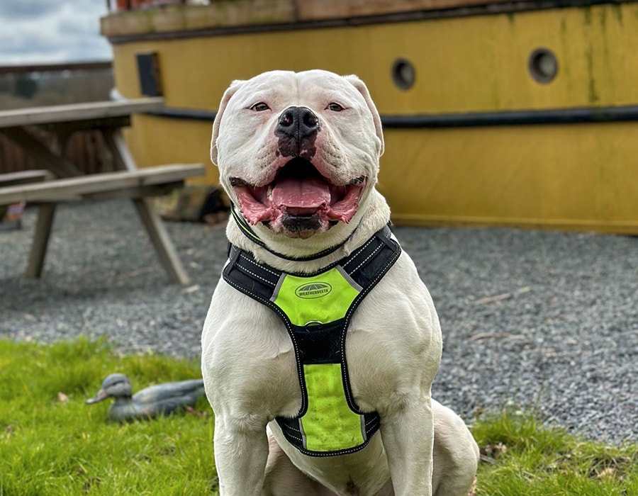 weatherbeeta dog brand ambassador buster