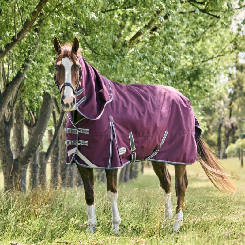 chestnut horse stood outside wearing weatherbeeta lightweight turnout rug in maroon colour