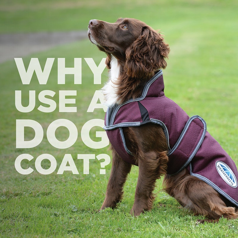 Why Should I Use a Dog Coat This Winter?