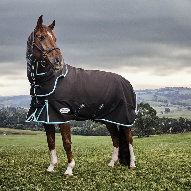 Bay horse wearing a turnout rug